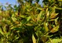 O que é uma panc e como identificá-la? Projeto da UFSM apresenta as plantas alimentícias não convencionais