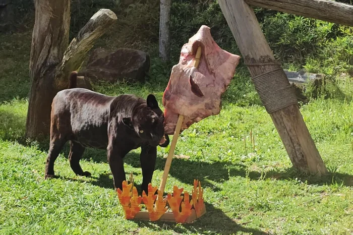 Gramadozoo / Divulgação Gramadozoo / Divulgação