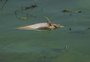 Em três dias, quase 700 peixes morrem na Lagoa da Pampulha, em Belo Horizonte, devido à onda de calor