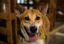 Feira que começa no sábado projeta 1 mil adoções de cães e gatos em um mês em Porto Alegre