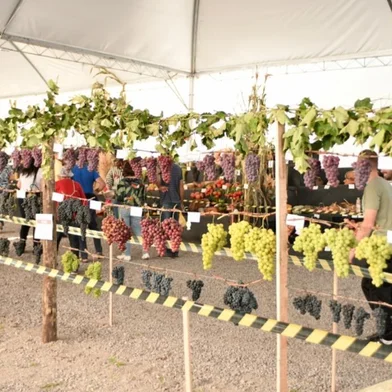 Concurso de uvas da 15ª Feprocol de Nova Pádua<!-- NICAID(15388348) -->