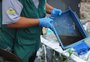 VÍDEO: Por que 2024 foi o ano da dengue?