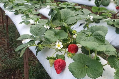 Emater / Divulgação Plantação de morango em Bom Princípio, no RS<!-- NICAID(15354655) -->