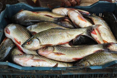 freshly harvested rohu carp fish in plastic crate baskets fish packing in baskets for transportFonte: 440122486<!-- NICAID(15240689) -->