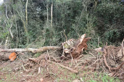 Batalhão Ambiental flagra destruição de vegetação nativa no norte gaúcho<!-- NICAID(15827978) -->