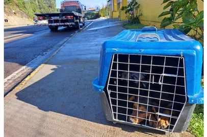 Policiais resgatam cachorra abandonada na RS-122, em Caxias do SulPoliciais do Comando Rodoviario da Brigada Militar em Farroupilha, resgatam cachorro abandonado sobre a pista da ERS 122, no km 65, em Caxias do Sul, com risco de atropelamento, nessa manhã de quarta feira, 04/06/25. O animal foi entregue sem ferimentos  à Concessionária Caminhos da Serra Gaúcha para os demais  encaminhamentos do resgate.<!-- NICAID(16052305) -->
