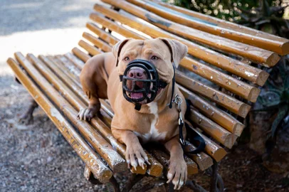Fabio / stock.adobe.com Golden Pit Bull Terrier with a black muzzle lying on a public bench<!-- NICAID(15898269) -->