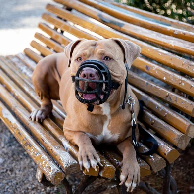 Golden Pit Bull Terrier with a black muzzle lying on a public bench<!-- NICAID(15898269) -->