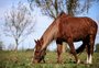 Símbolo de resiliência na enchente, cavalo Caramelo participará do desfile dos grandes campeões da Expointer
