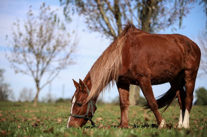 Duda Fortes / Agencia RBS Duda Fortes / Agencia RBS