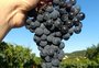 Tempo de vindima: saiba como é o período de colheita das uvas