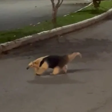 Tamanduá é visto caminhando por bairro de Garibaldi <!-- NICAID(15839013) -->