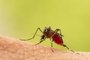 Aedes aegypti Mosquito. Foto: frank29052515 / stock.adobe.comFonte: 502120904<!-- NICAID(15167634) -->