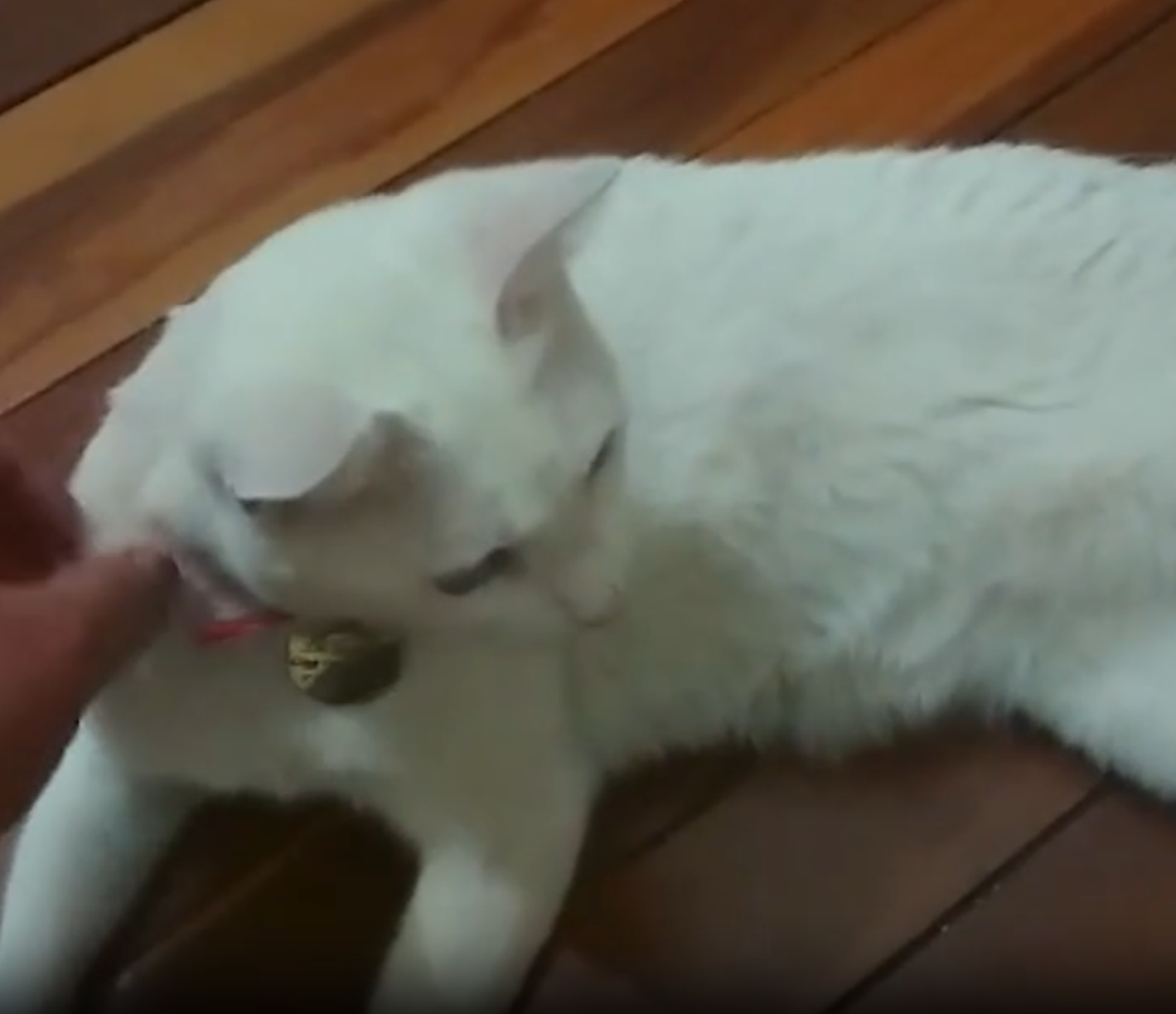 "Delegata" reaparece sobre o telhado da DP de S&atilde;o Gabriel ap&oacute;s tr&ecirc;s dias sumida