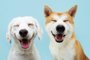 Banner two smiling dogs with happy expression. and closed eyes. Isolated on blue colored background.Indexador: smrm1977Fonte: 390123053<!-- NICAID(15665321) -->