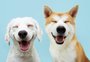Quais as diferenças entre cachorros machos e fêmeas? 