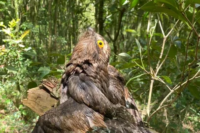 Guarda Municipal / Divulgação Guarda Municipal resgata ave Urutau em Caxias do Sul.<!-- NICAID(16168235) -->