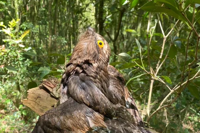 Guarda Municipal / Divulgação
