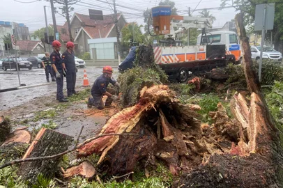 Ígor Islabão / Grupo RBS arvoré caiu no centro de Pelotas<!-- NICAID(16184121) -->