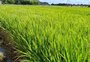 Preço do arroz deve se manter aquecido em 2021