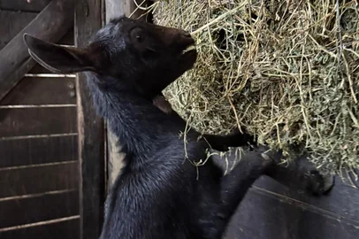 A raça de caprinos da Espanha que estreia nesta Expointer com um único animal<!-- NICAID(16099009) -->