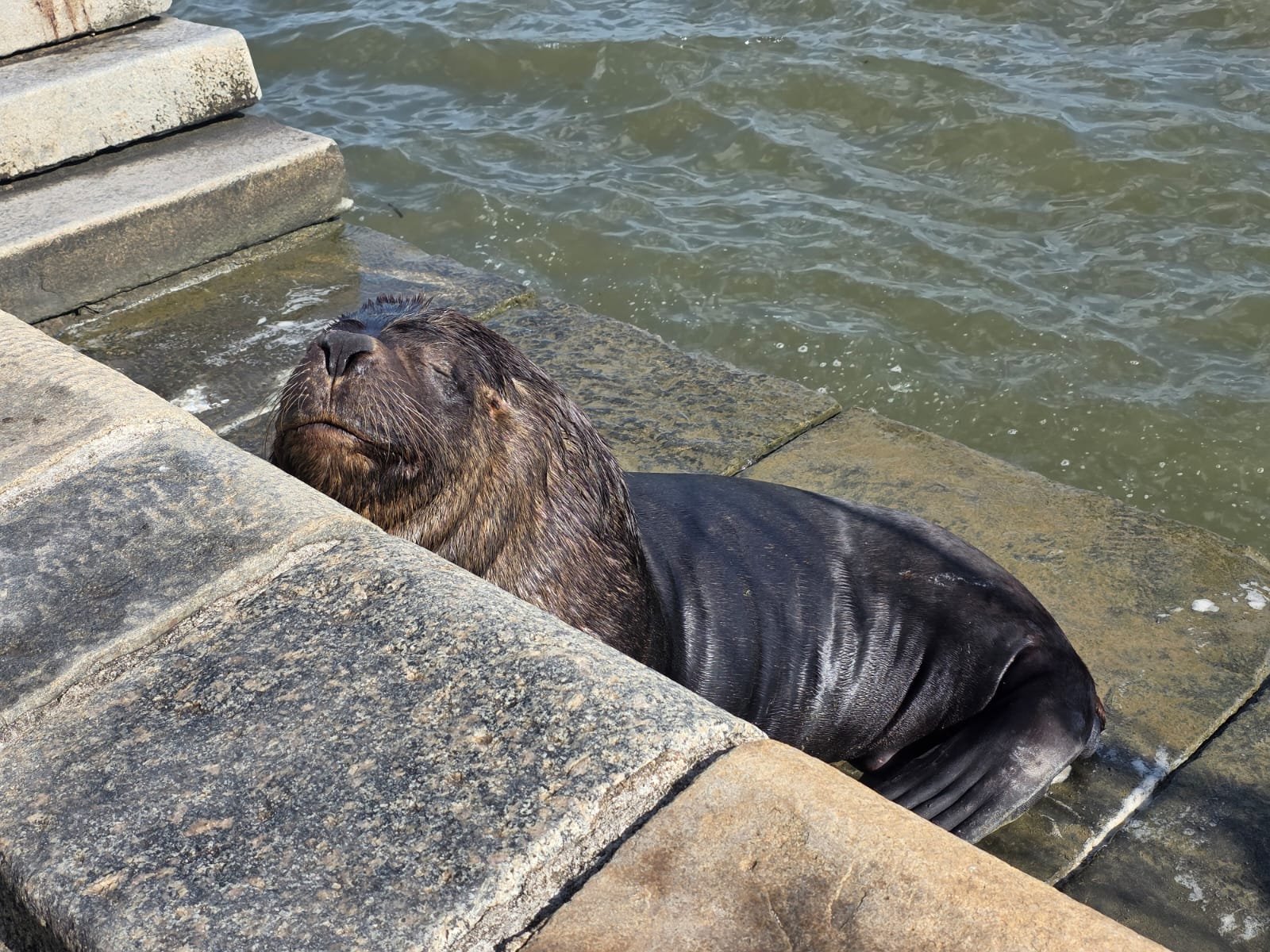 Le&atilde;o-marinho &eacute; flagrado fora d&rsquo;&aacute;gua no Cais do Mercado P&uacute;blico de Rio Grande