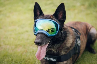 Cães como Logan e Mohoc (na foto), ambos do Canil da 9ª Delegacia Penitenciária Regional, são exemplos de cães policiais que atuam no sistema e complementam o trabalho dos servidores penitenciários.<!-- NICAID(15664064) -->