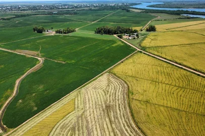 Rotação da cultura do arroz com a soja em Itaqui<!-- NICAID(15623277) -->