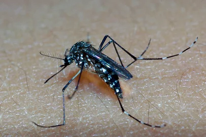 LaboratÃ³rioInseto aeds aegypti popularmente conhecido como mosquito da Dengue. Vetor transmissor da doenÃ§a.Local: Rio de JaneiroIndexador: Raul SantanaFonte: Fiocruz<!-- NICAID(12645855) -->