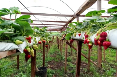 Produção de morango em Bom Princípio, no RS<!-- NICAID(15442133) -->