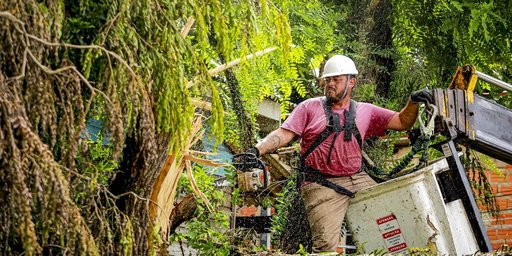 Prefeitura segue recolhendo árvores...