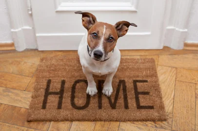 Cachorro; Pet; dog. Foto:  Javier brosch / stock.adobe.comFonte: 44957357<!-- NICAID(15361808) -->
