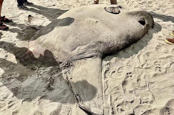 Tiffany Boothe / Seaside Aquarium / Divulgação