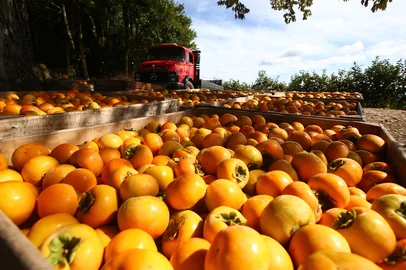 CAXIAS DO SUL, RS, BRASIL, 15/04/2026. Caxias do Sul deve colher quase 24 mil toneladas de caqui, mas preço preocupa produtores. De São Braz, o agricultor Jorge Palandi vai precisar acelerar a colheita para que o fruto não murche no pé. (Porthus Junior/Agência RBS)<!-- NICAID(16266633) -->