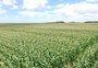 Economia brasileira cresce 2,9% em 2023, com alta recorde da agropecuária