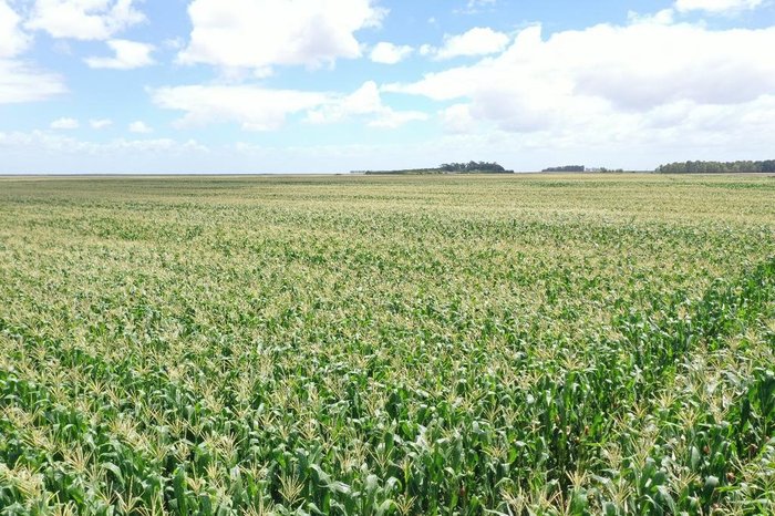 Agropecuária Canoa Mirim / Divulgação