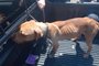 Após denúncias, pitbull é  resgatado em situação de maus-tratos em Vacaria<!-- NICAID(15642454) -->