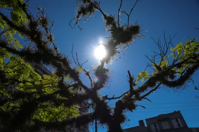 Jefferson Botega / Agencia RBS Porto Alegre, RS, Brasil – A semana será marcada pelo tempo bom na capital gaúcha, com sol predominando e temperaturas agradáveis, convidando a população a aproveitar os espaços ao ar livre. Nas ruas e praças, as árvores começam a exibir as primeiras flores que antecedem a primavera, trazendo cores e delicadeza à paisagem urbana e anunciando a mudança de estação.Indexador: jeff botega<!-- NICAID(16121202) -->
