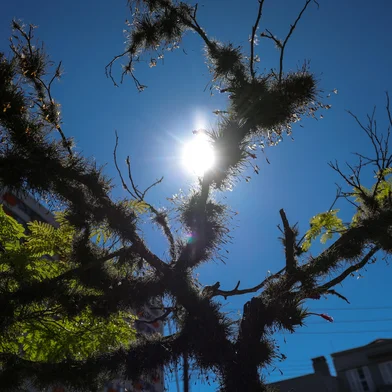 Porto Alegre, RS, Brasil – A semana será marcada pelo tempo bom na capital gaúcha, com sol predominando e temperaturas agradáveis, convidando a população a aproveitar os espaços ao ar livre. Nas ruas e praças, as árvores começam a exibir as primeiras flores que antecedem a primavera, trazendo cores e delicadeza à paisagem urbana e anunciando a mudança de estação.Indexador: jeff botega<!-- NICAID(16121202) -->