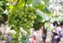 Uvas serão vendidas em praças de Caxias a partir desta quarta-feira
