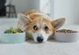 Minha infância foi um puxadinho de cantina devido à alimentação dos cachorros