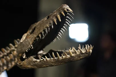 Two dinosaur skeletons soon to be auctioned in New YorkThe mounted skeleton of "Nessie", a lower jurassic Plesiosaur Cryptoclidus (approximately 190 million years old) is on display on July 10, 2023 during Sothebys Natural History auction preview in New York. The skeletons will be offered in Sothebys Natural History auction on 26 July, part of the annual Geek Week series of sales celebrating the history of science & technology, space exploration, and the natural world, taking place from 18-27 July. (Photo by TIMOTHY A. CLARY / AFP)Editoria: FINLocal: New YorkIndexador: TIMOTHY A. CLARYSecao: financial and business serviceFonte: AFPFotógrafo: STF<!-- NICAID(15479371) -->