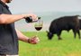 Safra exclusiva de vinho divulga leilão de raça de cabanhas gaúchas