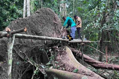 FONTE BOA, AMAZONAS, BRASIL - 18-06-2025 - Arqueólogos e comunitários trabalham juntos na remoção das urnas funerárias encontradas sob as raízes de uma árvore tombada, revelando práticas rituais indígenas ancestrais na várzea amazônica. FOTO: Geórgea Holanda / Instituto Mamirauá / Divulgação<!-- NICAID(16062780) -->