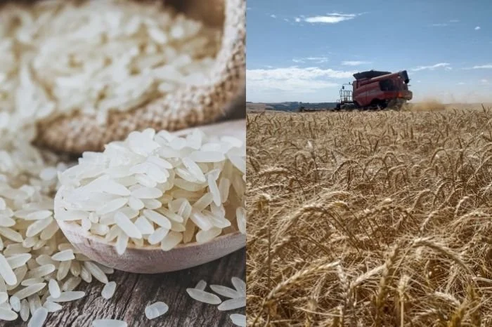 Maryna Osadcha/ stock.adobe.com; Alexandre Picinin/Arquivo pessoal