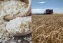 Leilões de arroz e trigo são marcados para a próxima segunda 