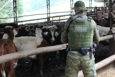 Brigada Militar flagra poluição de solo e de rios em confinamento de gado no norte do RS<!-- NICAID(16052919) -->