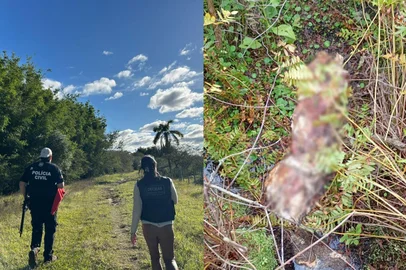 Divulgação / Polícia Civil Polícia desarticula esquema de abigeato que alimentava jacarés e porcos com restos de bovinos em Rio Grande<!-- NICAID(16282496) -->