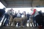 Esteio, RS, BRASIL, 22/08/2023- Sergio Luiz De Oliveira, da Cabanha Oliveira, de Uruguaiana, é o criador que abre os portões da Expointer há 12 anos com sua criação de ovelhas. Foto: Lauro Alves  / Agencia RBS<!-- NICAID(15517931) -->