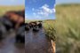 A Polícia Civil localizou 43 animais bovinos da raça Angus que haviam sido furtados em Rio Grande. Os animais haviam sido escondidos em uma localidade conhecida como Banhado do Maçarico, na zona rural do município.